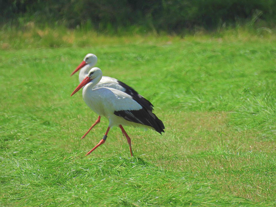 Störche im Gleichschritt