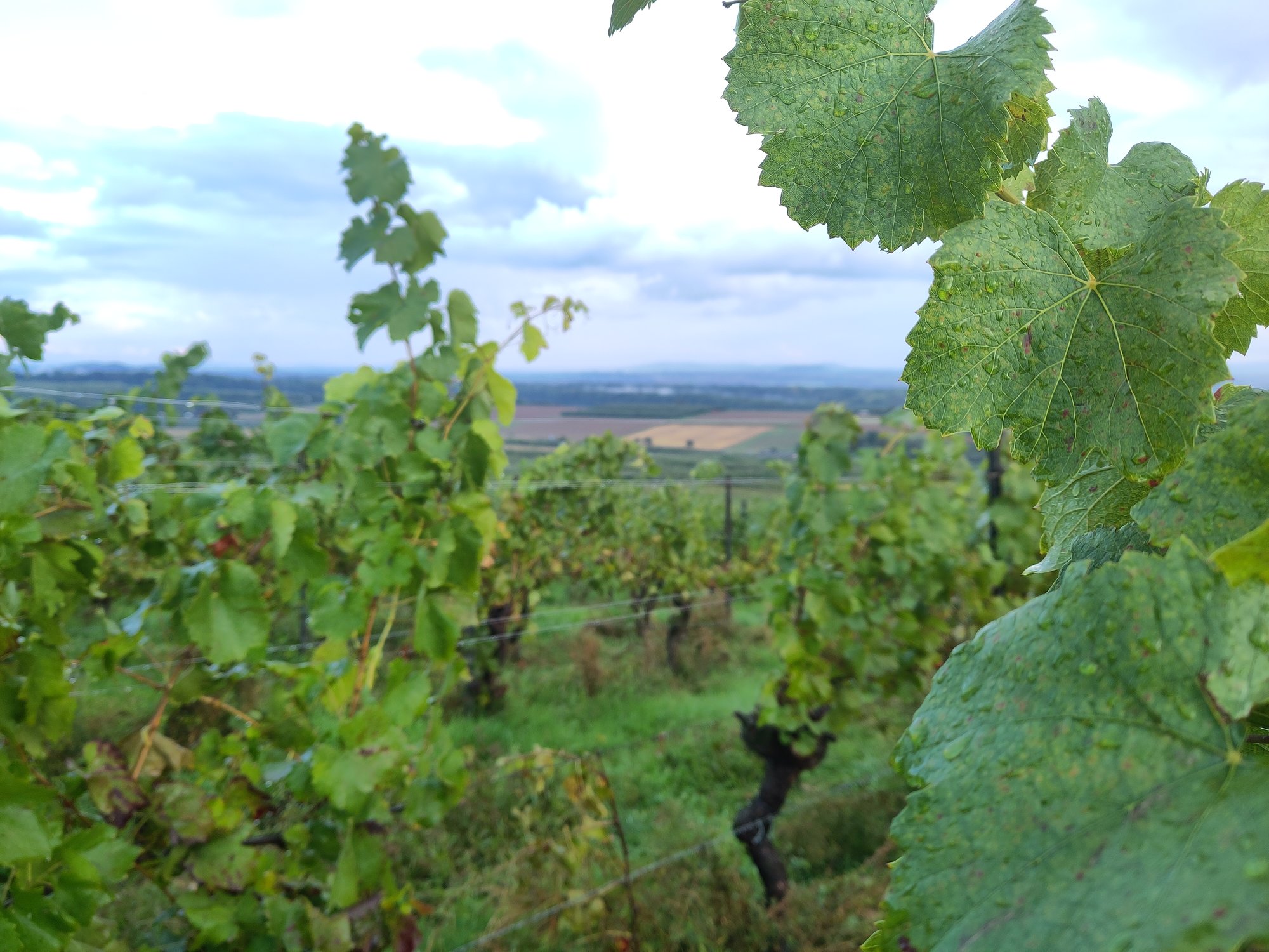 Weinberge in der Nähe von Heilbronn